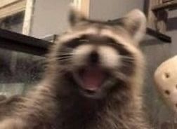 지금 제계정이 뭔가 오류가 심하게 나서
새로운 계정을 팠습니다….!!
제피드가 안보이실분들도 계실거같아서
반모자들 먼저 다 찾아갈게요…!!
<a href="/rosingwal0815/">로싱</a> 닉네임 같습니다..!!