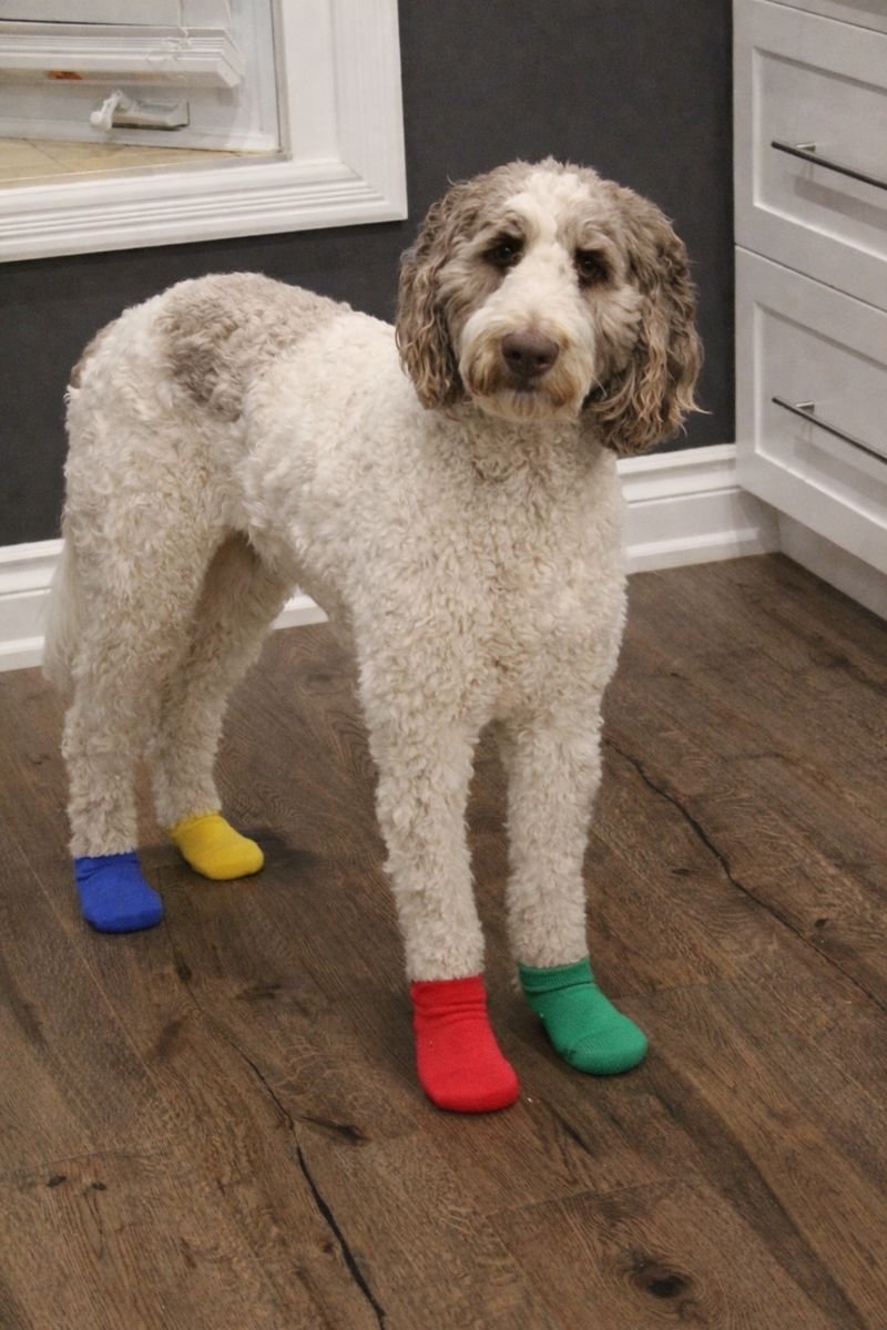 It's ok to be alone...
99% of my socks are single + you don't hear them complaining about it🤭
Follow me for more Doodle thoughts😉
#dogsofX 
#dogsoftwitter