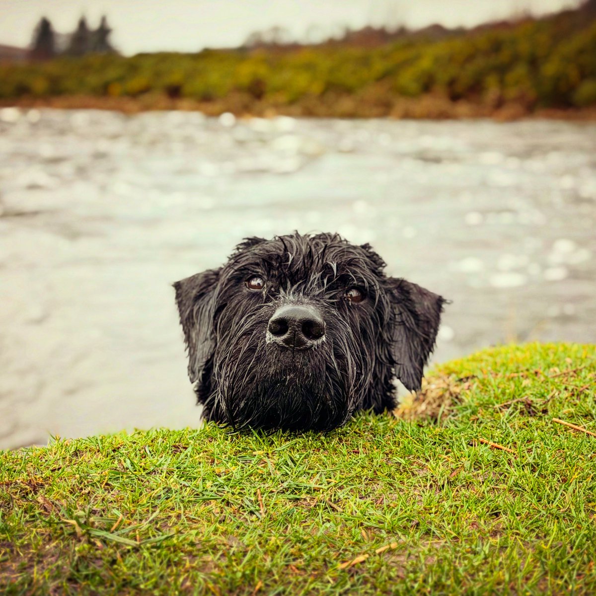 Giant Schnauzer Albert tweet media