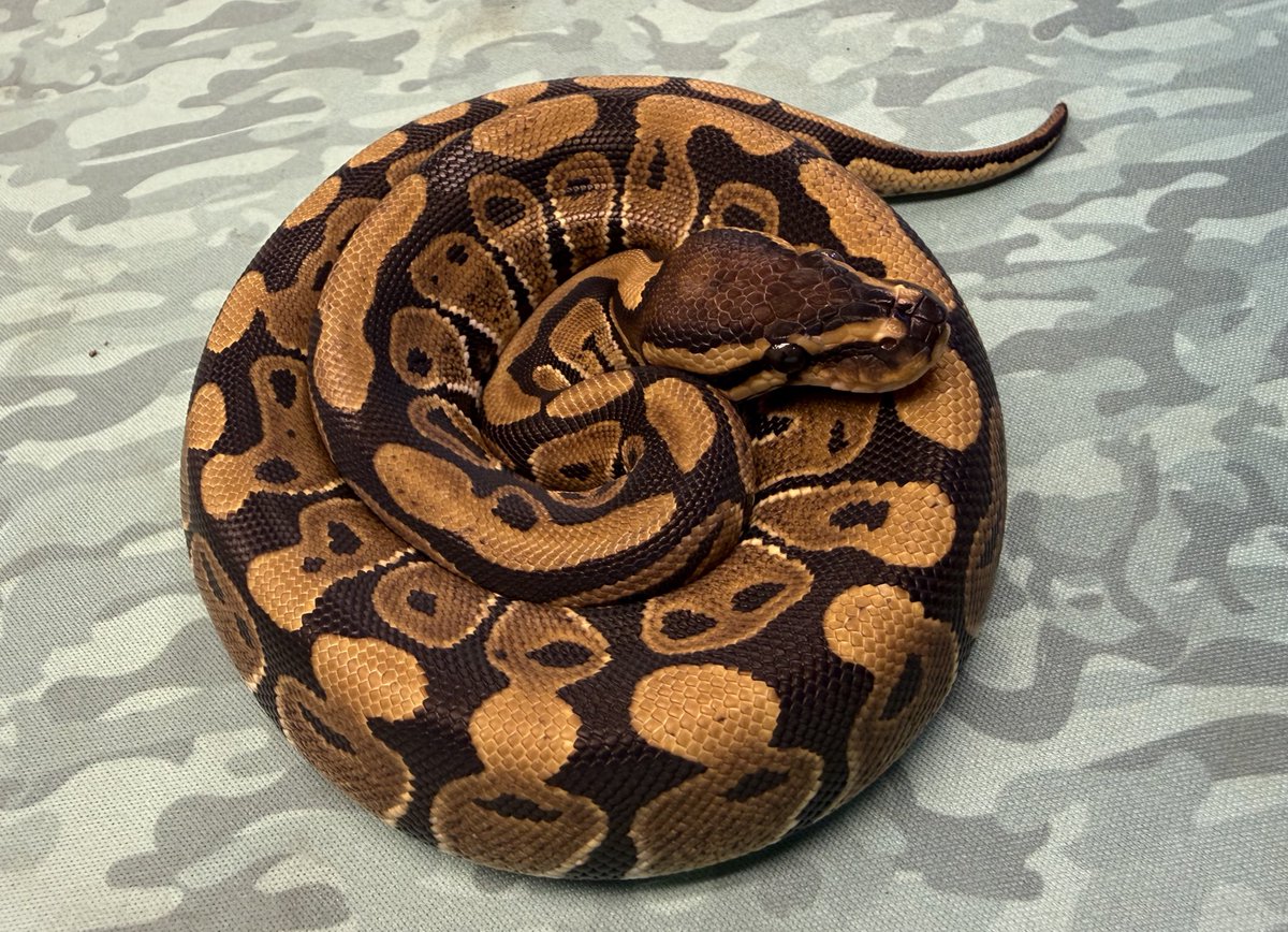 REPTILES TOKYO 秋葉原本店 (@reptilestokyo_a) / Posts / X REPTI