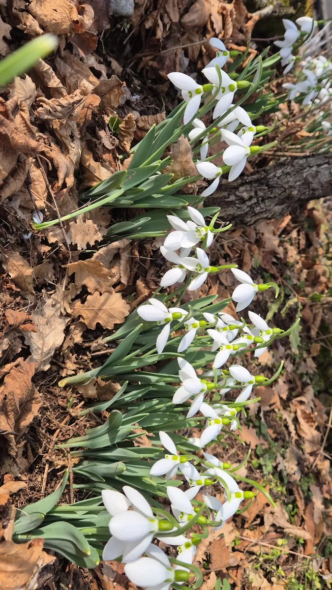 labavcovek's tweet image. Уште малку дојде пролетта 😊😊