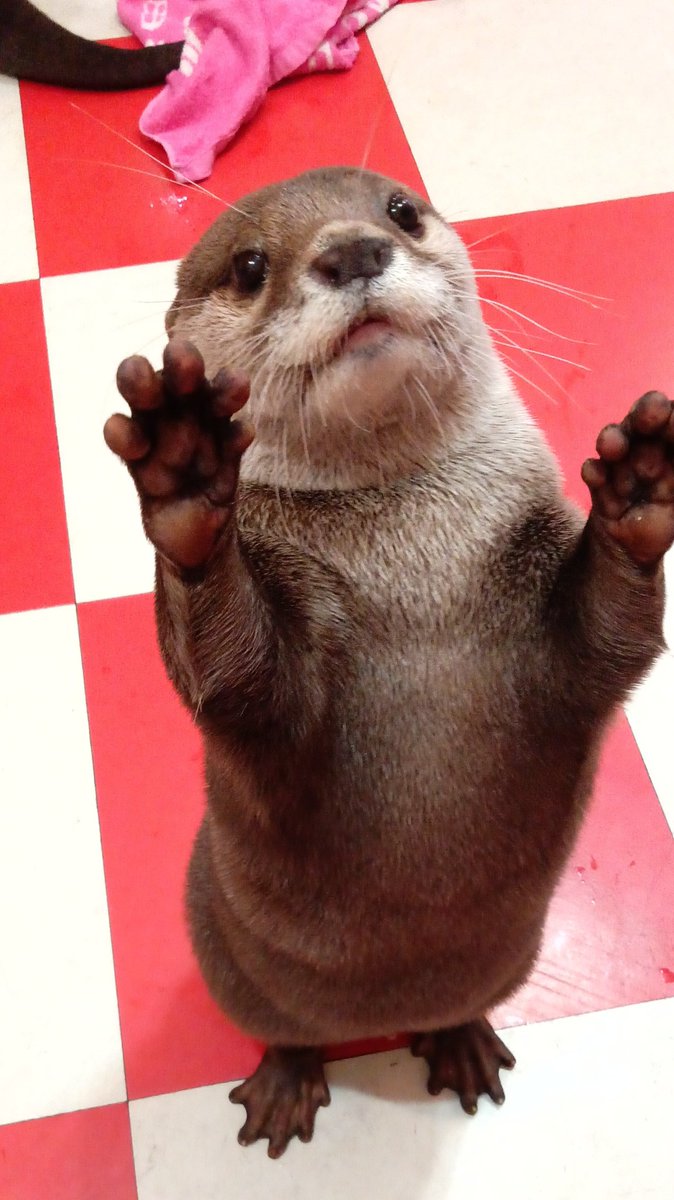 かわうそAREA tweet media