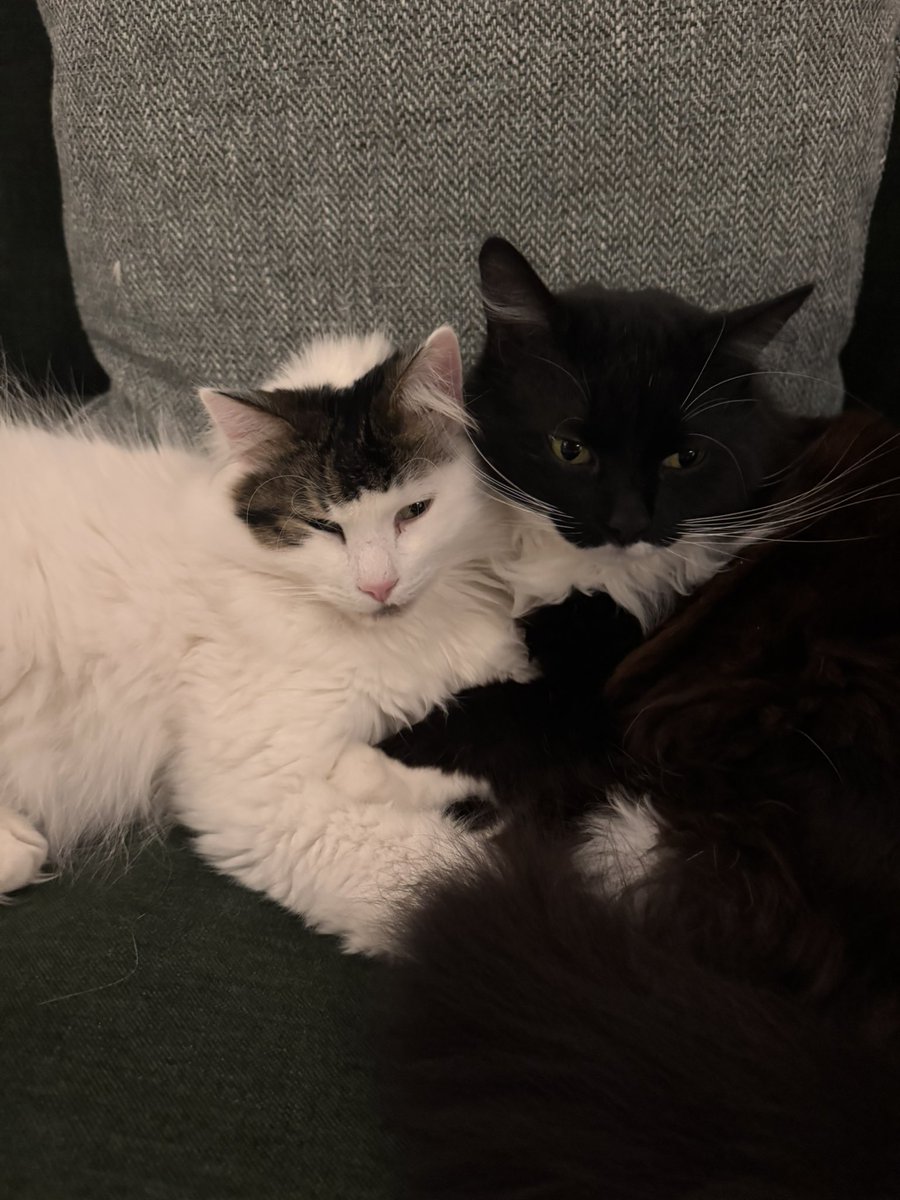 Dr Kerry Elgie (Asynt) tweet media