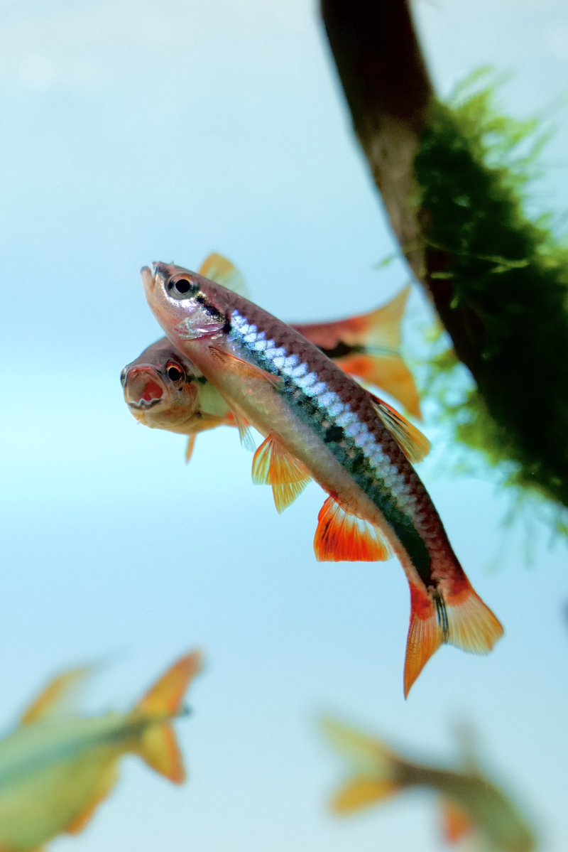 whis_bobon's tweet image. 同時に撮れた奇跡の一枚
レッドローズラスボラの仕上がりがエグいです