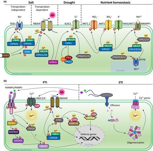 NewPhyt's tweet image. #TansleyReview: #Calcium signaling in #crops

Chunxia Zhang, Yang Song &amp;amp; Jörg Kudla 
👇

📖 nph.onlinelibrary.wiley.com/doi/10.1111/np…

#LatestIssue