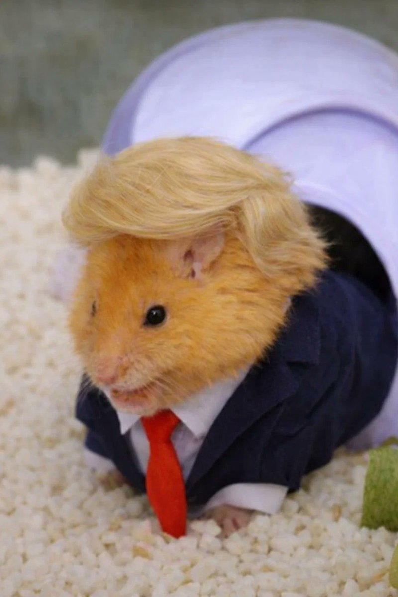 #dale $Dale president of all memes 2026!