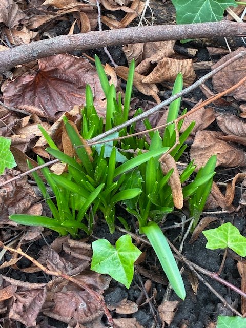 A week later than usual, our first volunteer morning had a great turnout in mild January weather. We cleaned and repaired bird boxes including checked for nests, we did some weeding and maintenance.  Our bluebells are already emerging &amp; habitats were planned for new saplings.