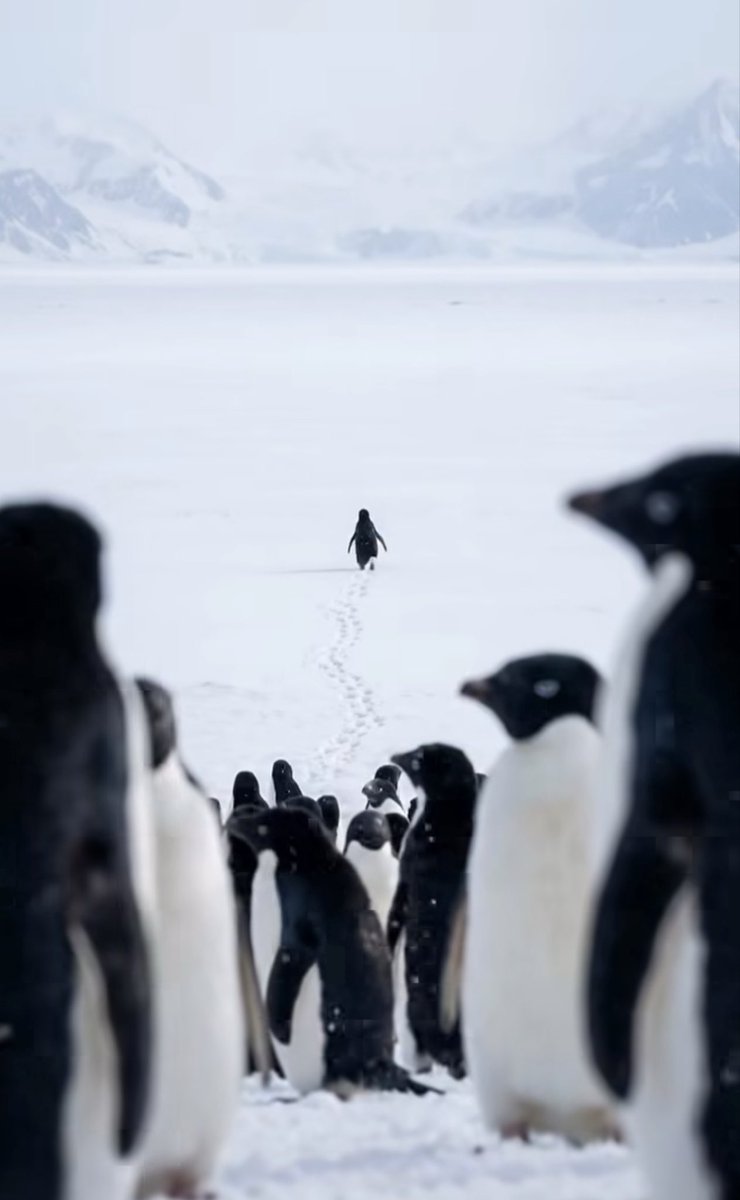 Antarktika’da penguenler iki kuralla yaşar:
1.Hayatta kalmak için okyanusa git.
2.Üremek için kolonide kal.
Hayat basittir.
Ta ki biri kuralları bozana kadar!
O penguen, her iki seçeneği de reddetti. Dağlara gitmeyi seçti; bunun ona hayatına mal olacağını biliyordu. Kaçınılmaz