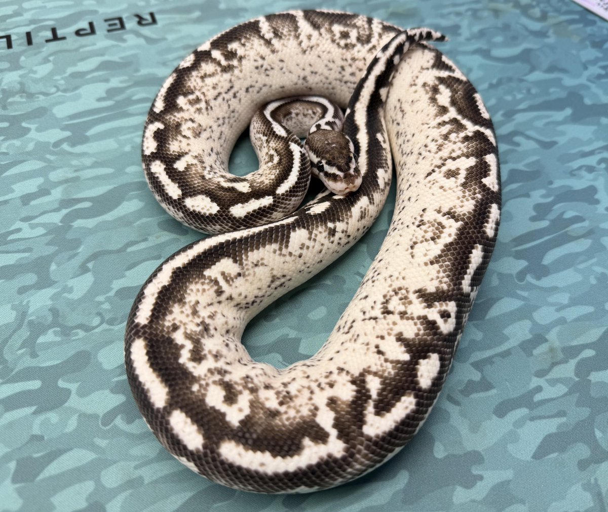 REPTILES TOKYO 秋葉原本店 tweet media