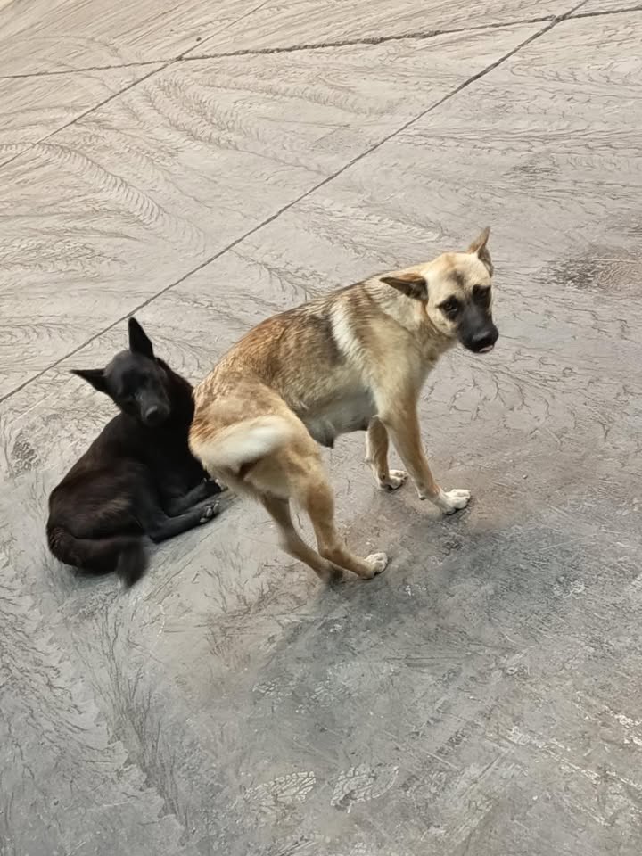 Ayer nos habló un amigo de una empresa de cementos ubicada en Talcahuano para contarnos la situación de estos colegas.
Cómo muchos llegaron allí y se han mantenido. Él les da alimento pero sus jefes se enojaron un poco y por eso. Os pide difundir para buscarles un mejor pasar.