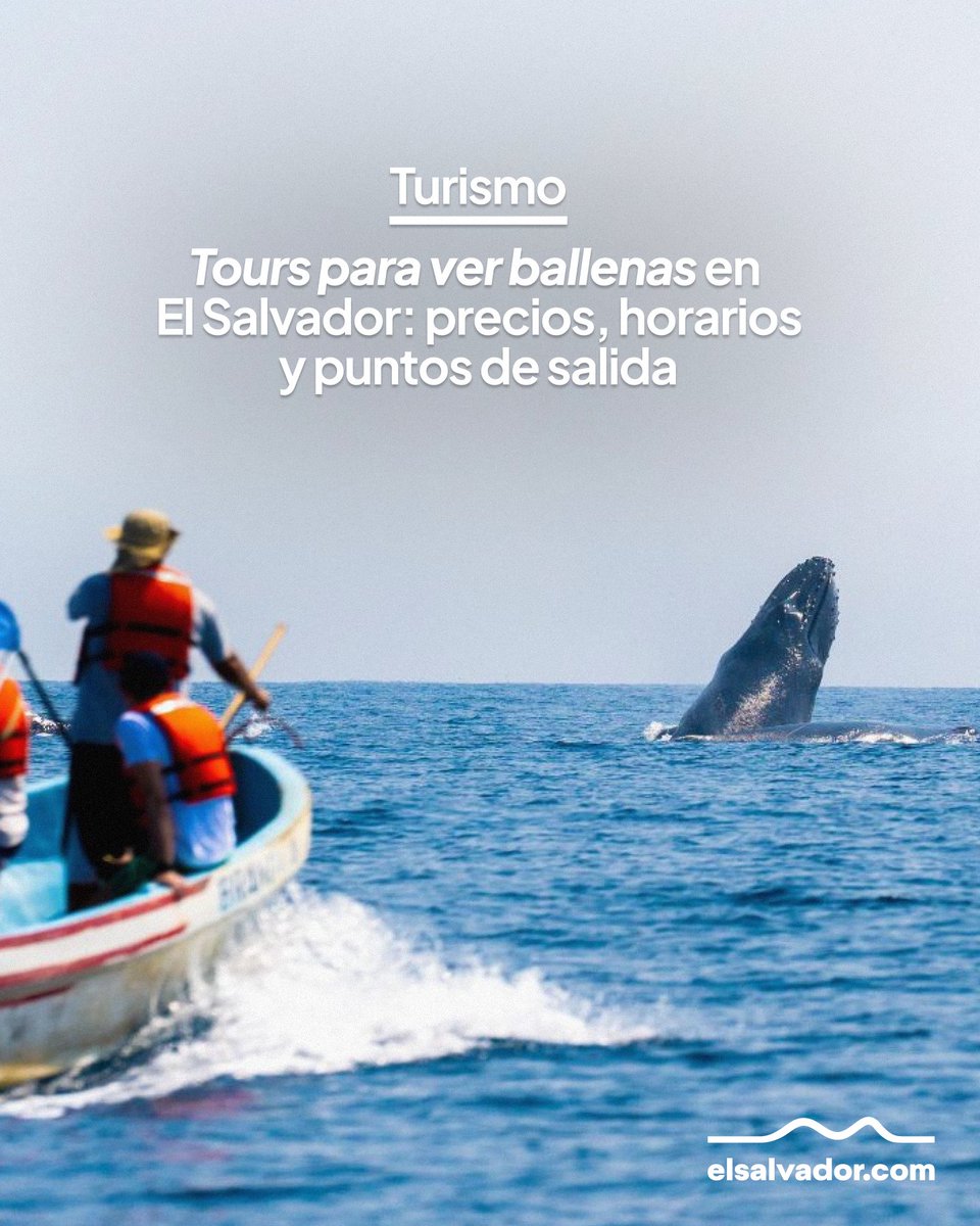 #Turismo | La temporada de ballenas jorobadas está en su punto más alto. Te contamos dónde reservar, cuánto cuestan los tours, desde dónde salen y qué incluyen 👉 elsalvador.com/turismo/playas…