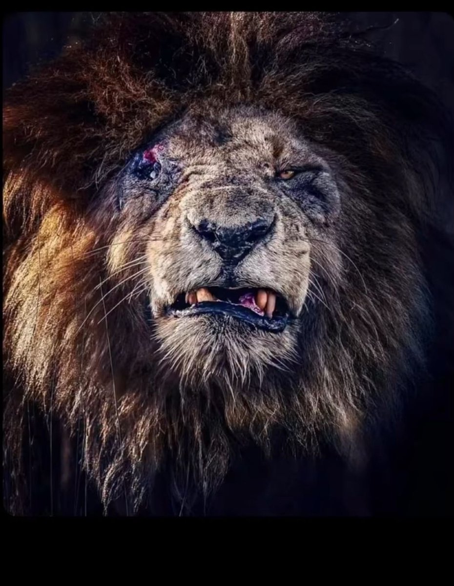 This photo of Scarface is going viral, wildlife experts believe he k*lled more than 130 male lions in 11 to 12 years.
