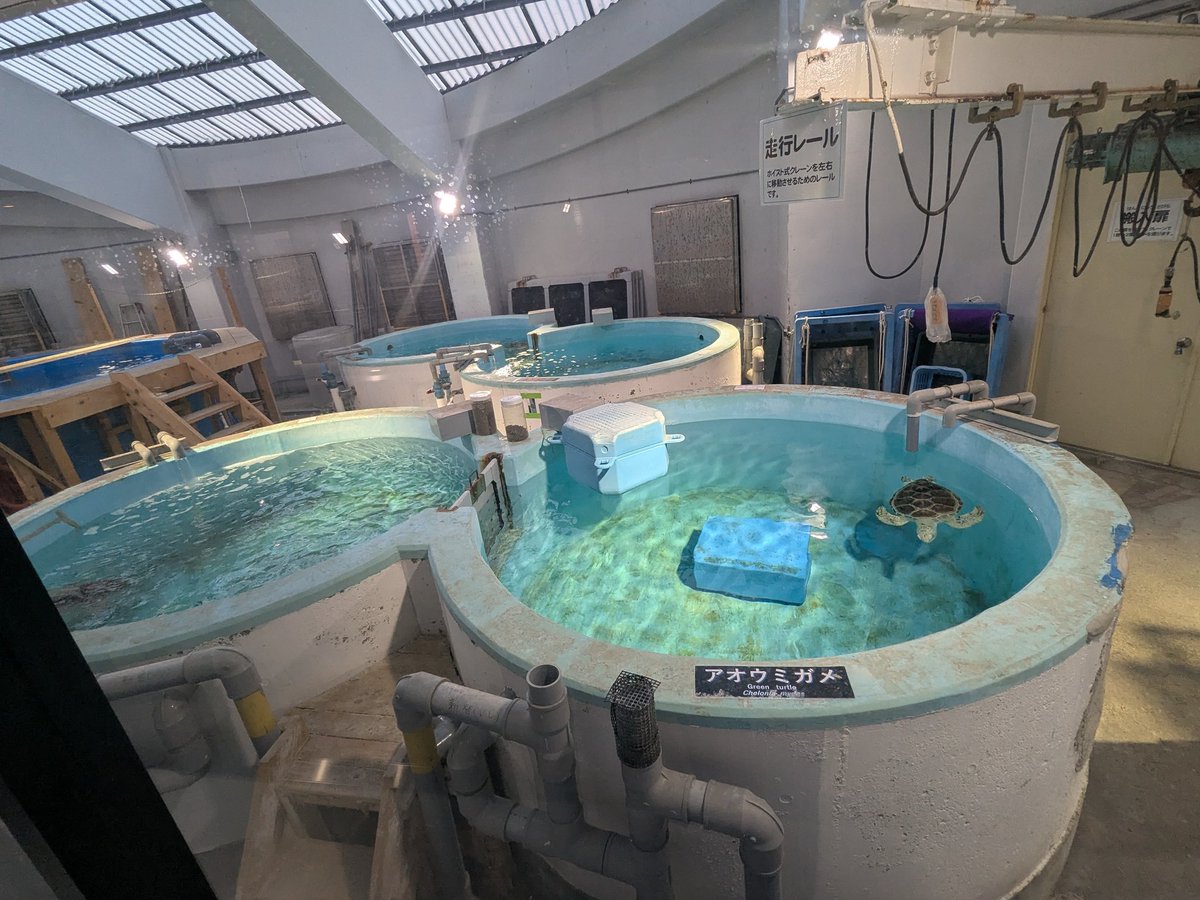 Cushion_rep's tweet photo. 名古屋旅行で出会った亀たち🐢✨

#名古屋 #名古屋港水族館 #亀 https://t.co/kzVX3tSZIV