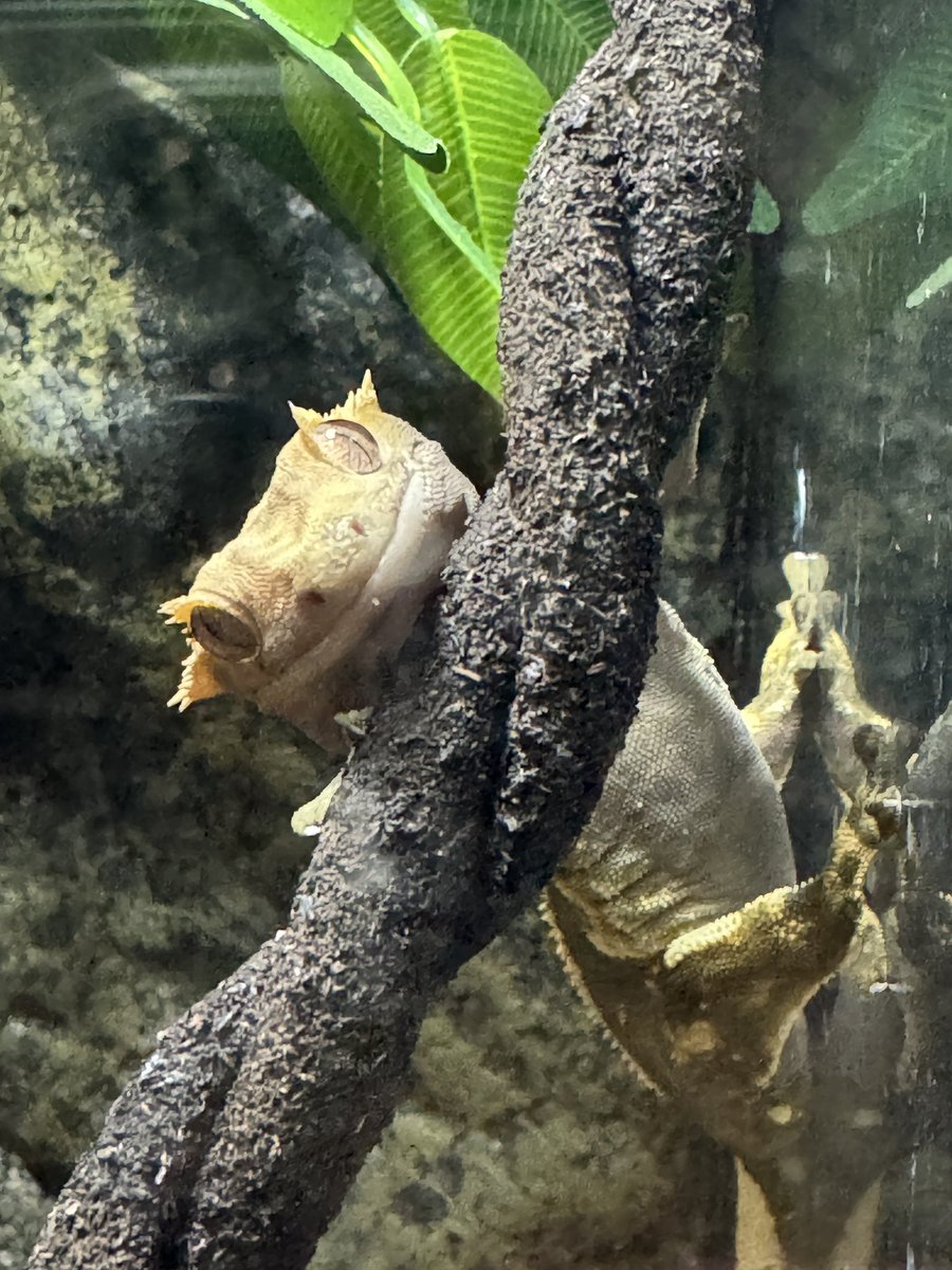 AngryBudget's tweet image. その姿勢きつくない？🤭