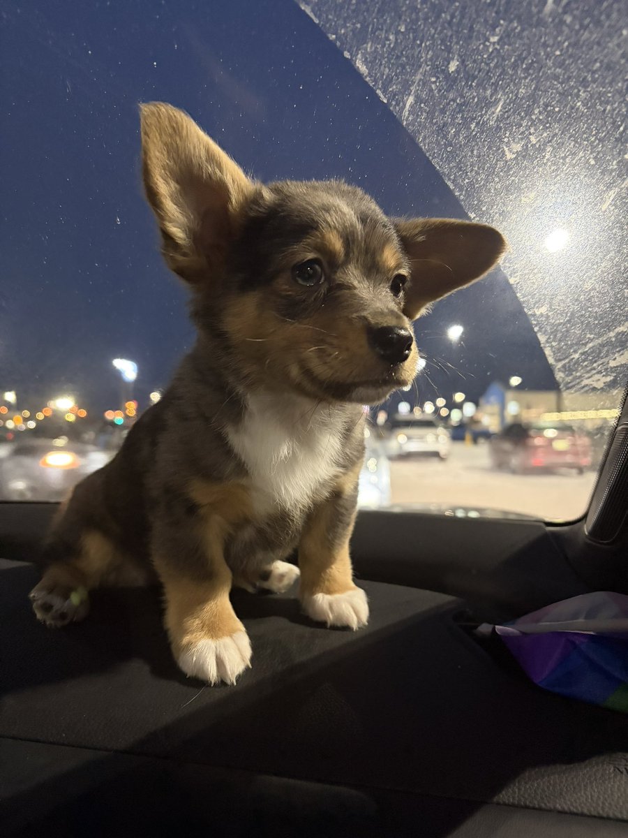 squibbleglub's tweet image. my new puppy mama got me :) 
He gots one half blue eye and hims very sweet n so smart I love him much just a baby