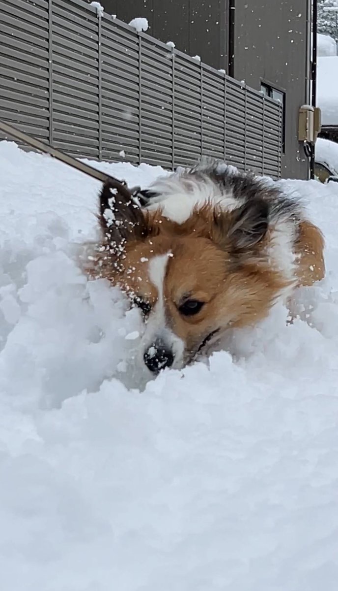 しょいっ！！ しょいっ！！🐾