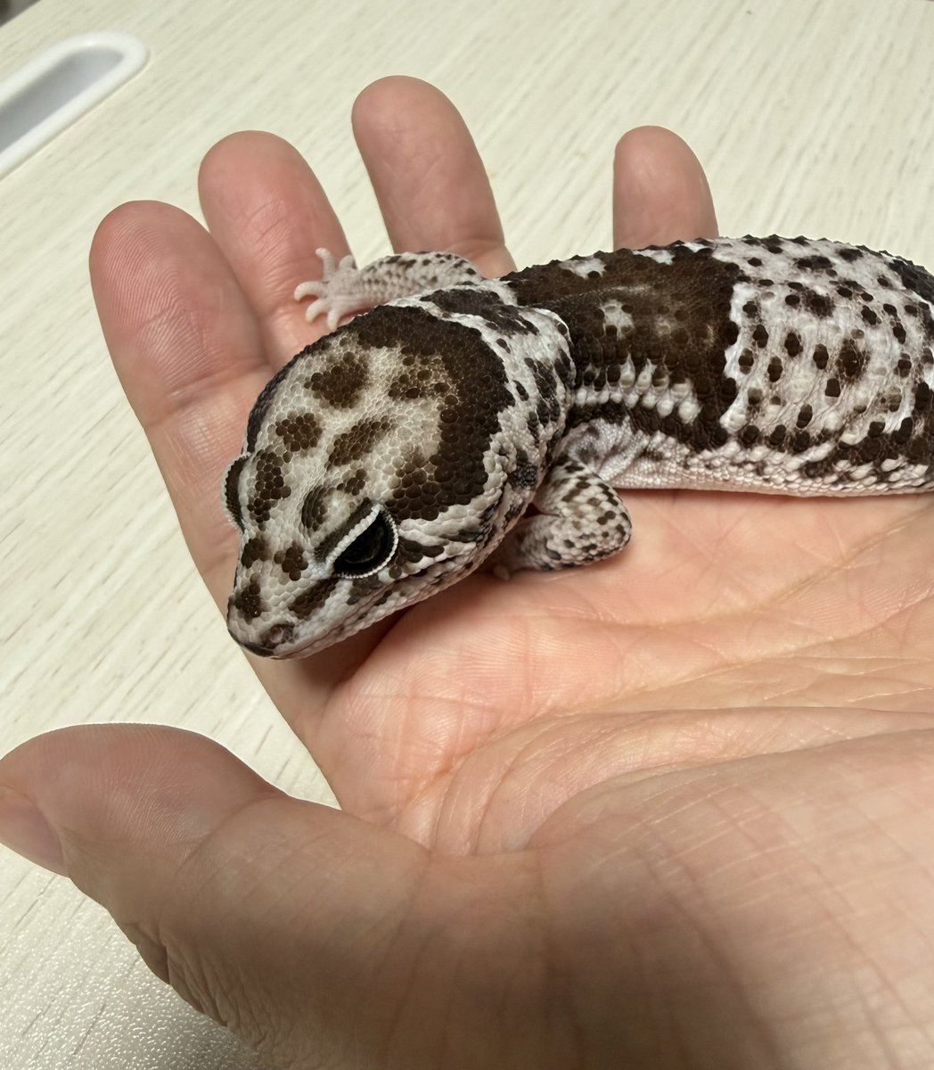 Rex_gecko's tweet photo. オレオもう1匹飼いたいなぁ… https://t.co/dvQRUSLBnW