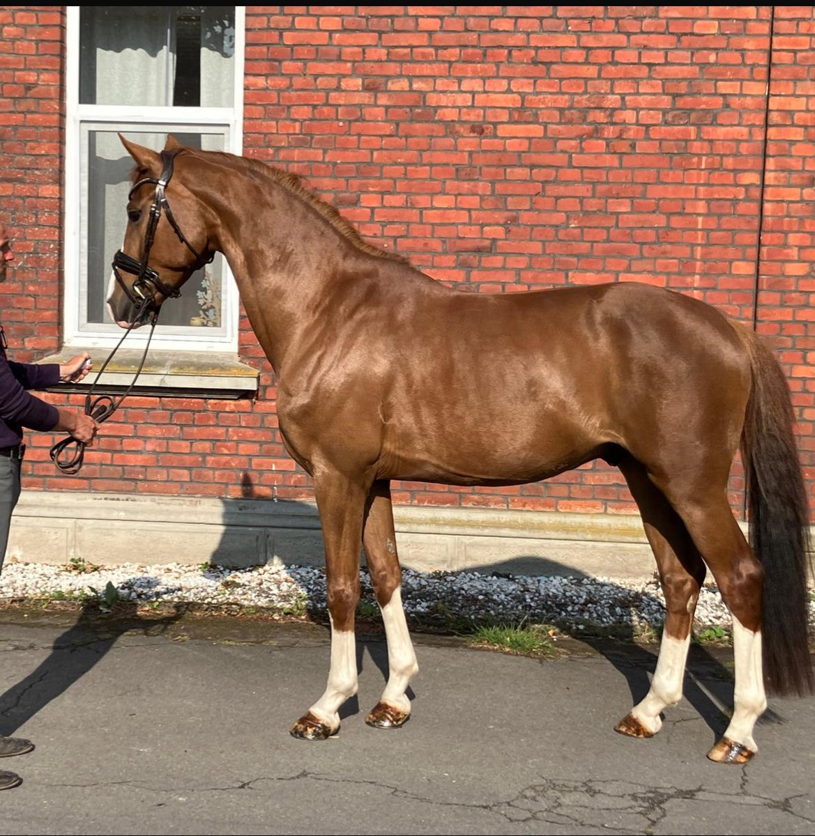 Sidney is lovely! He was bred to be one of my GP dressage horses and LOVES jumping more.. Currently in training in Germany with Ilena Kilian. dlvr.it/TQYKCY