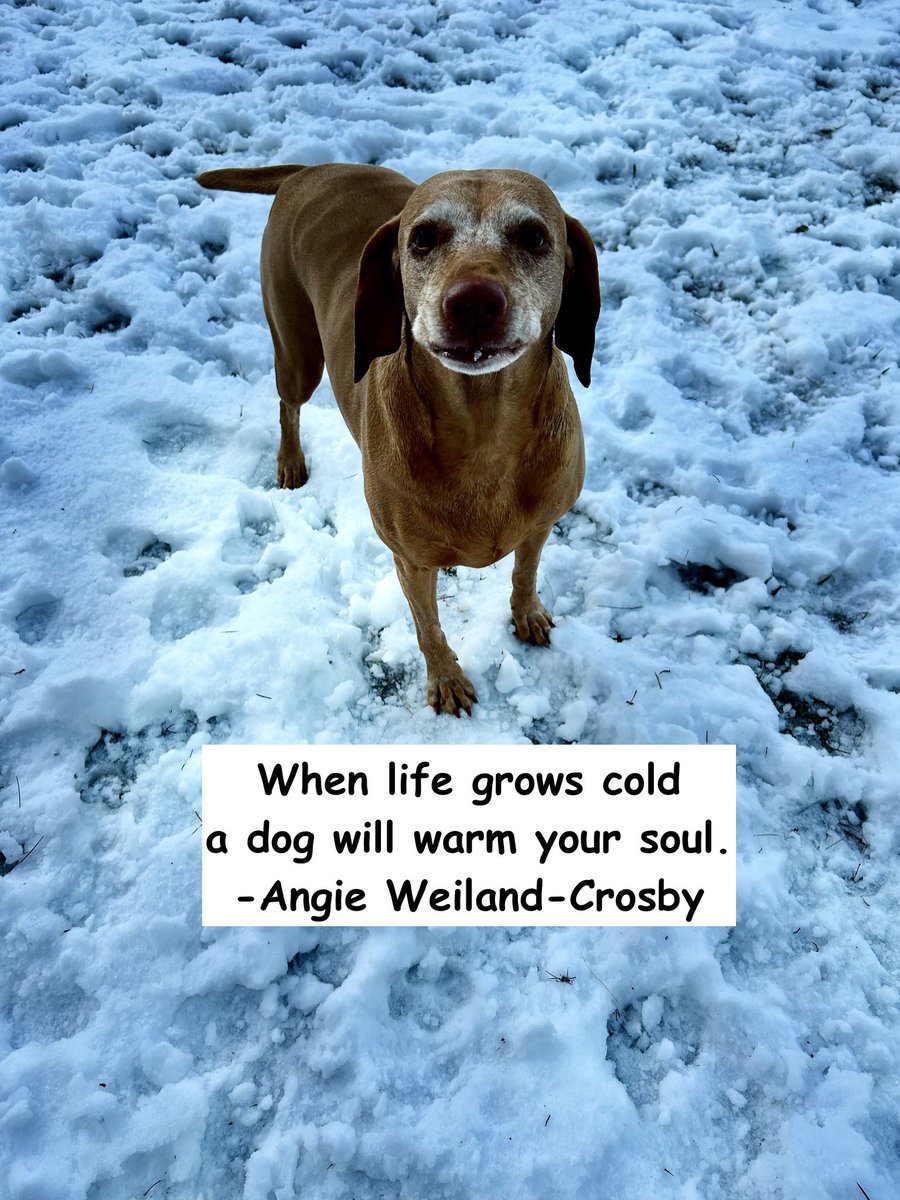 MyVintageFarm's tweet photo. Sundays are for inspiration, family, &amp; friends! Take this day to reflect❤️
https://t.co/rjDcOyusA2 #quotes  #inspire #sunday #vintagefarmlife #1blog  #vizslas #sherrywroyer #author #vernavizsla #vernavizslalearnsvintagevalues #whowantstolearnatrade #tradecareer #childrensbook https://t.co/ougspaW8M8