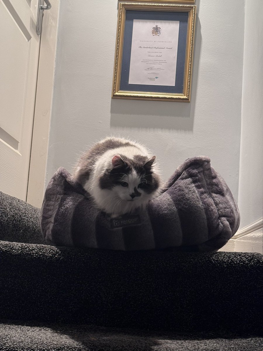 SpanielsSuper's tweet photo. The boys don’t do stairs……
So mum has made me a little eerie on the landing
They can’t see me up here & I can see PussPuss coming
I like this, there’s a lovely comfy bed which is just my size
#MarthasMovingIn
#MarthasEerie https://t.co/ySei5rwyVb