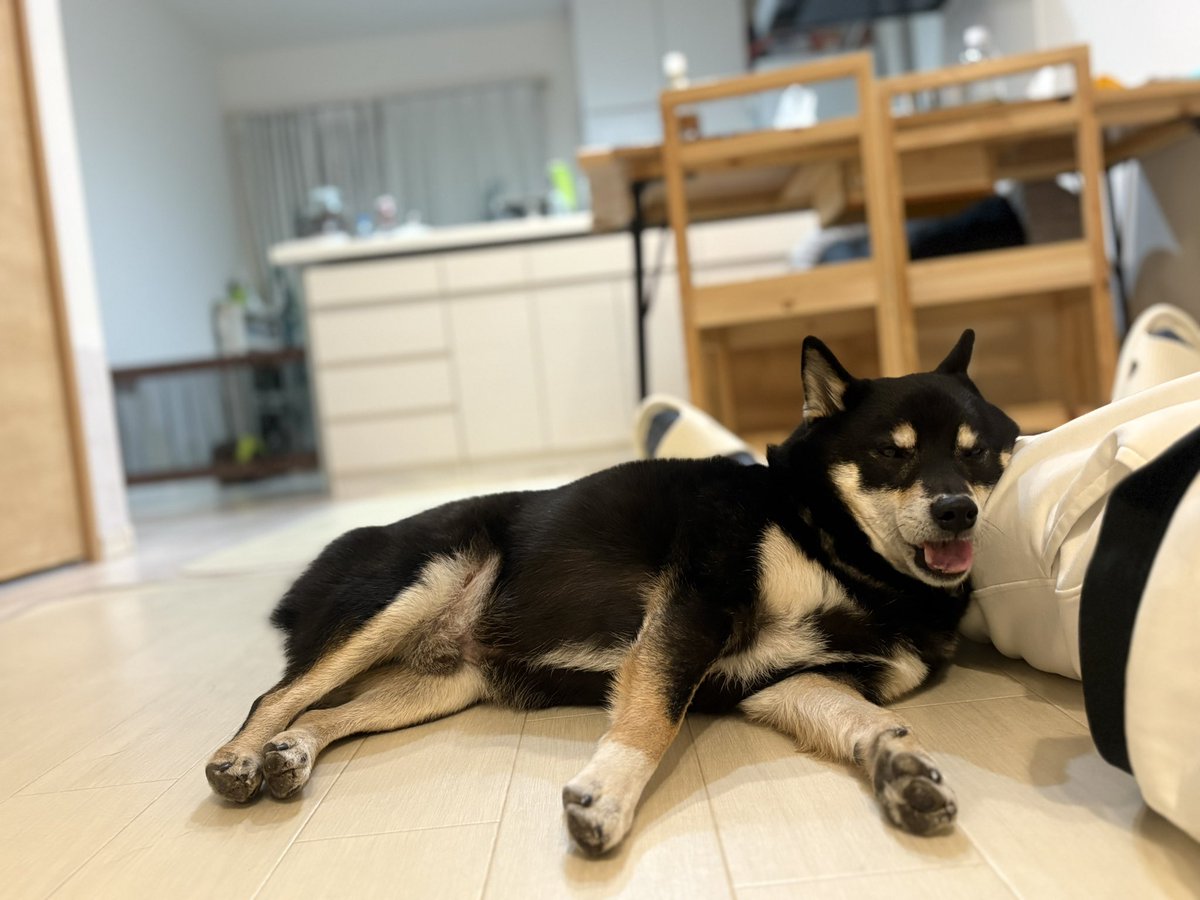 甘えん坊黒柴もずくの日常【もニキ】 (@mozuku_shibainu) / Posts / X 甘えん坊黒柴もずくの日常【もニキ】 (@mozuku_shibainu) / Posts / X