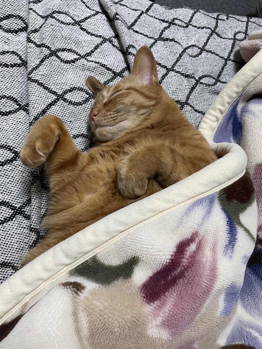 Garide's tweet image. すやぴ