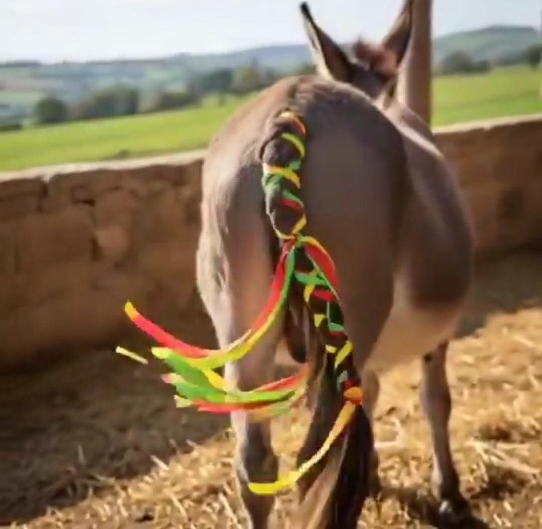 Mayın eşeklerinde yeni moda..!