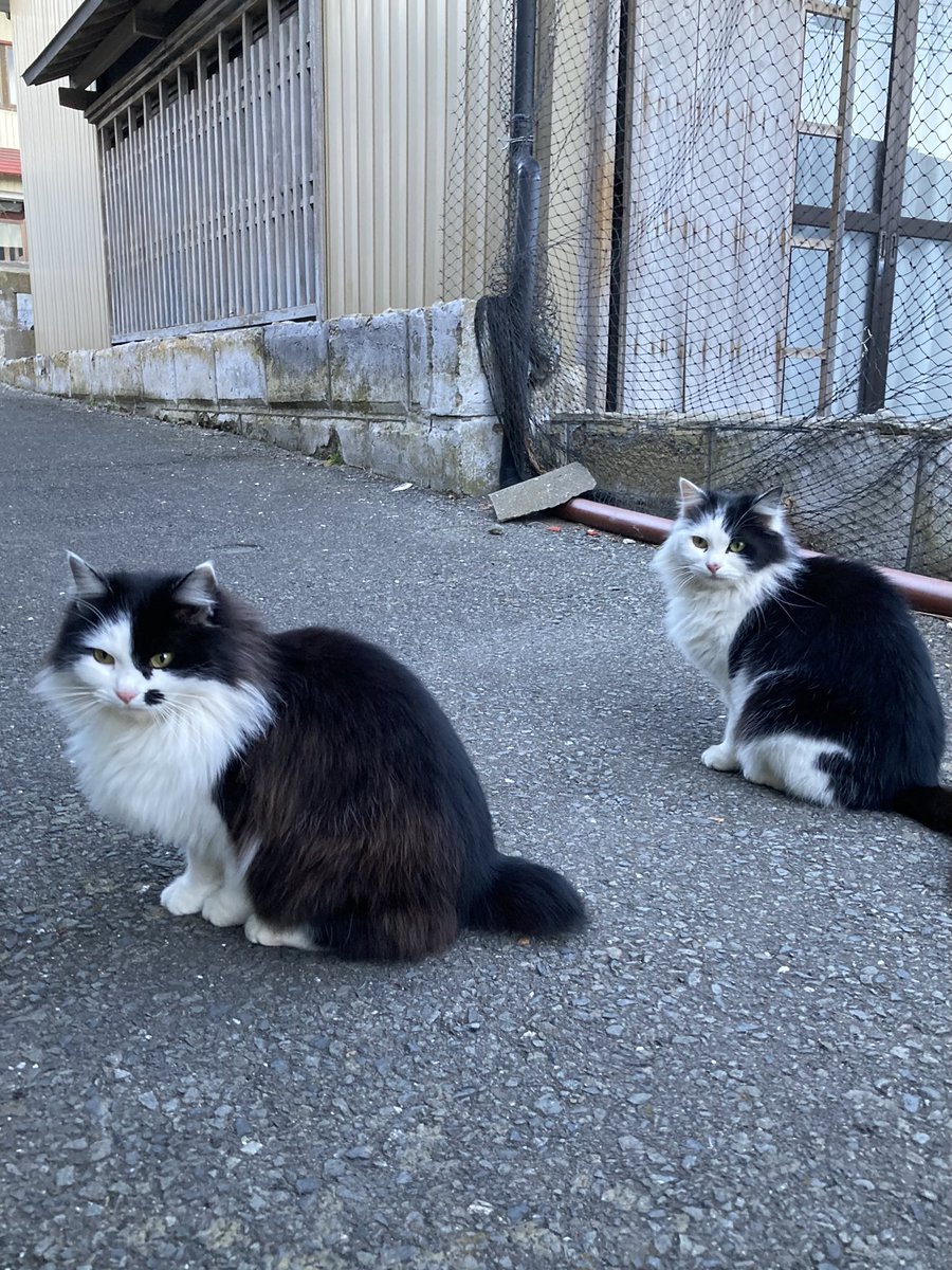 今夕の #仁斗田地区 #ポンプ置場 ルイーゼ、ホクちゃん、ハルの姿が