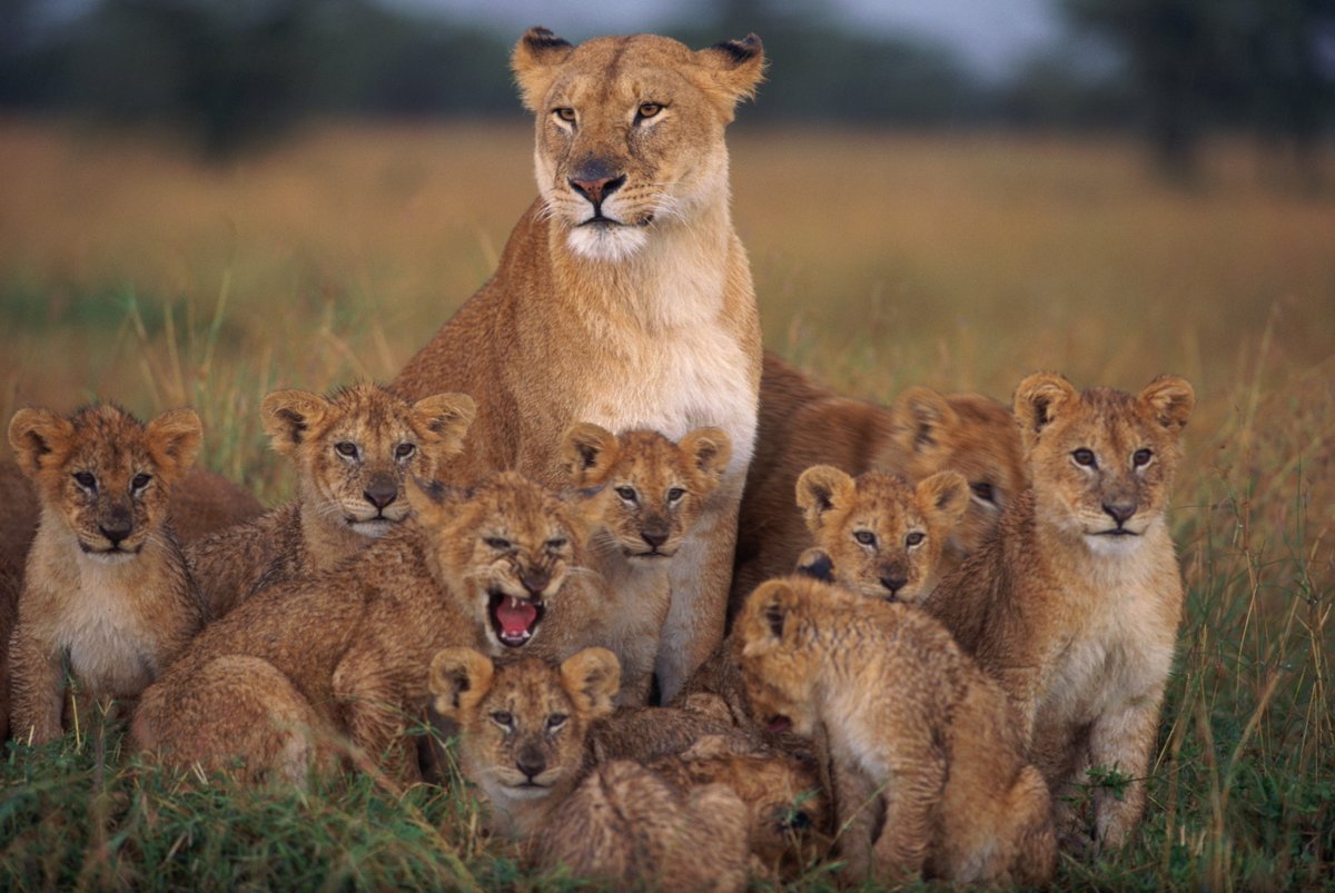 AnimalPlanet's tweet image. When there's always that one person who isn't ready for the group pic 🥲 📷

📸: Manoj Shah

#lioness #cubs #Africa