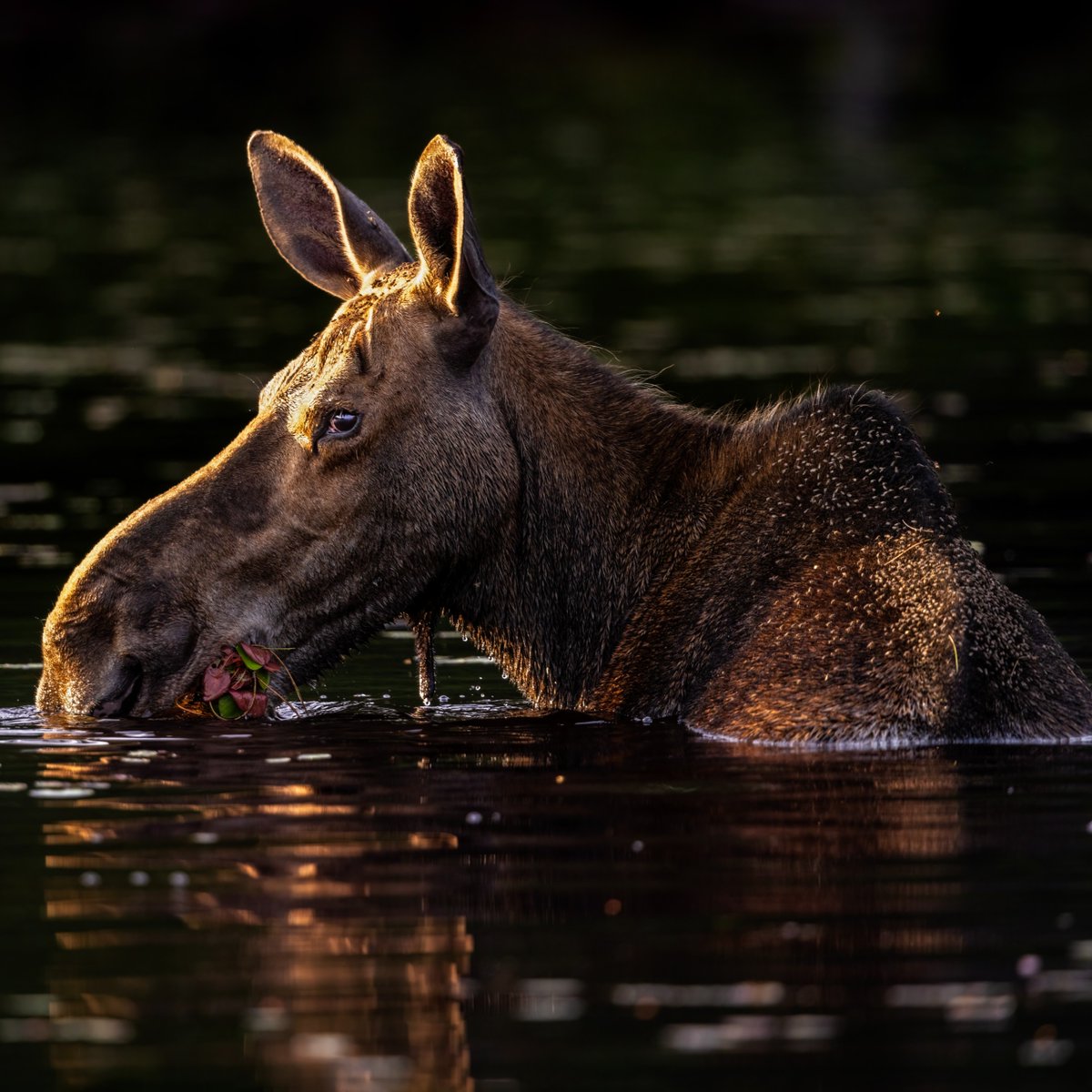 Discovery's tweet image. Moose in the shallows 🫎

📸: Scott Suriano

#moose #lake #Maine