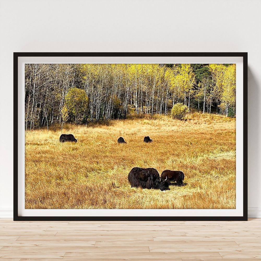 JudyVincent74's tweet image. Black #Cattle in #Autumn Meadow Framed Print Also available as canvas, metal, wood, or acrylic prints and on many products #Colorado #animals #ranch #photography #BuyIntoArt #HomeDecor #JudyVincentPhotography #WallArt 
See all print options here ---&amp;gt; buff.ly/dCJU3bv