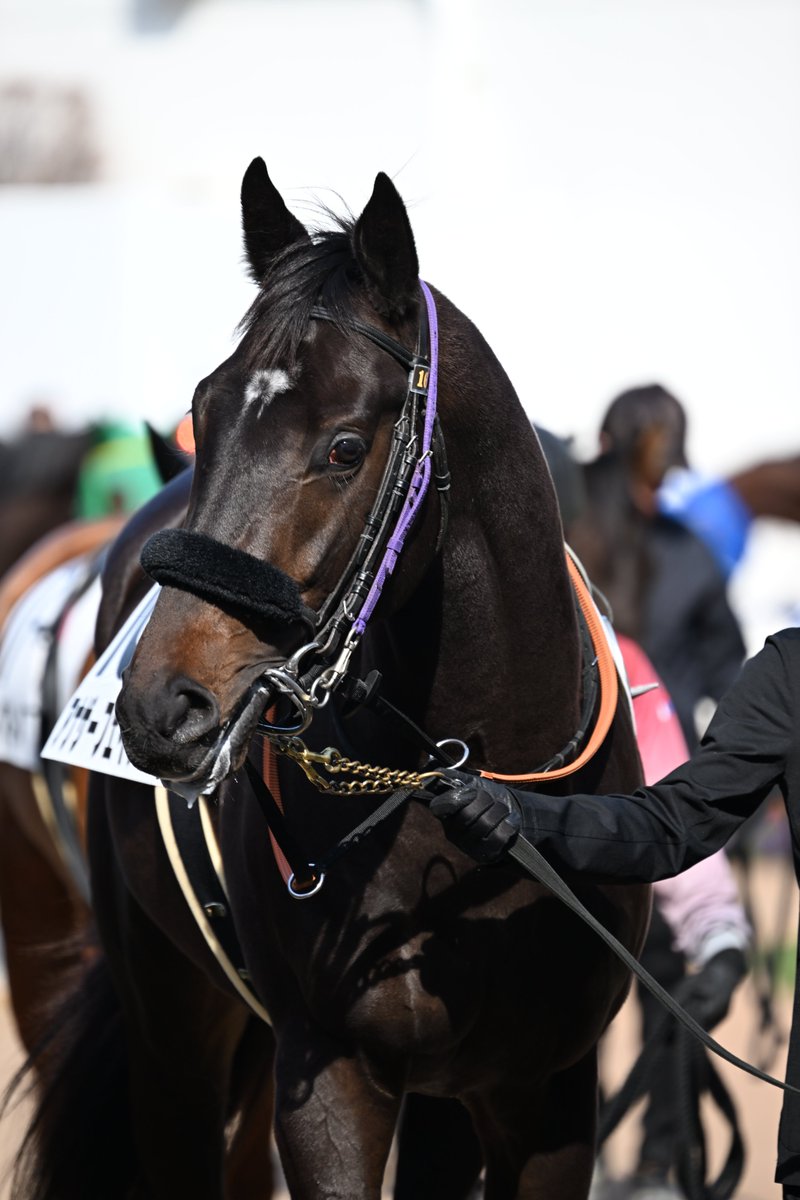 もんちゃん まてまて ももんちゃん (ももんちゃん あそぼう) | とよた かずひこ