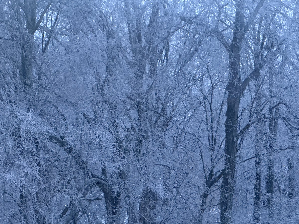 _JayConn's tweet image. Trees aren’t happy. Please take care. Winter Storm Fern? Should’ve known😁 ⁦@DanielleBreezy⁩ ⁦@DanThomasWSMV⁩ ⁦@katymorganwx⁩ ⁦@LisaSpencerWSMV⁩ ⁦@NC5_LelanStatom⁩ ⁦@BreeSmithWx⁩ ⁦@WSMVweather⁩