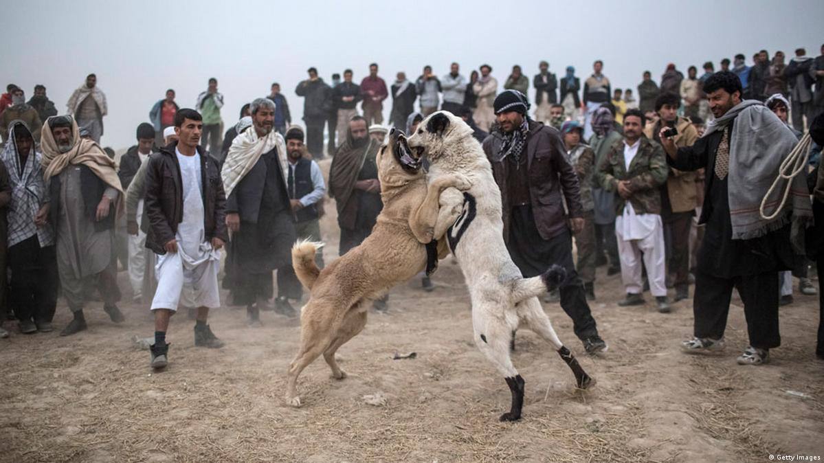 بر اساس مادهٔ ۷۰ قانون امارت اسلامی، هر فردی که حیوانات، پرندگان، سگ‌ها یا خروس‌ها را به جنگ بیندازد و بازداشت شود، به پنج ماه حبس محکوم خواهد شد.