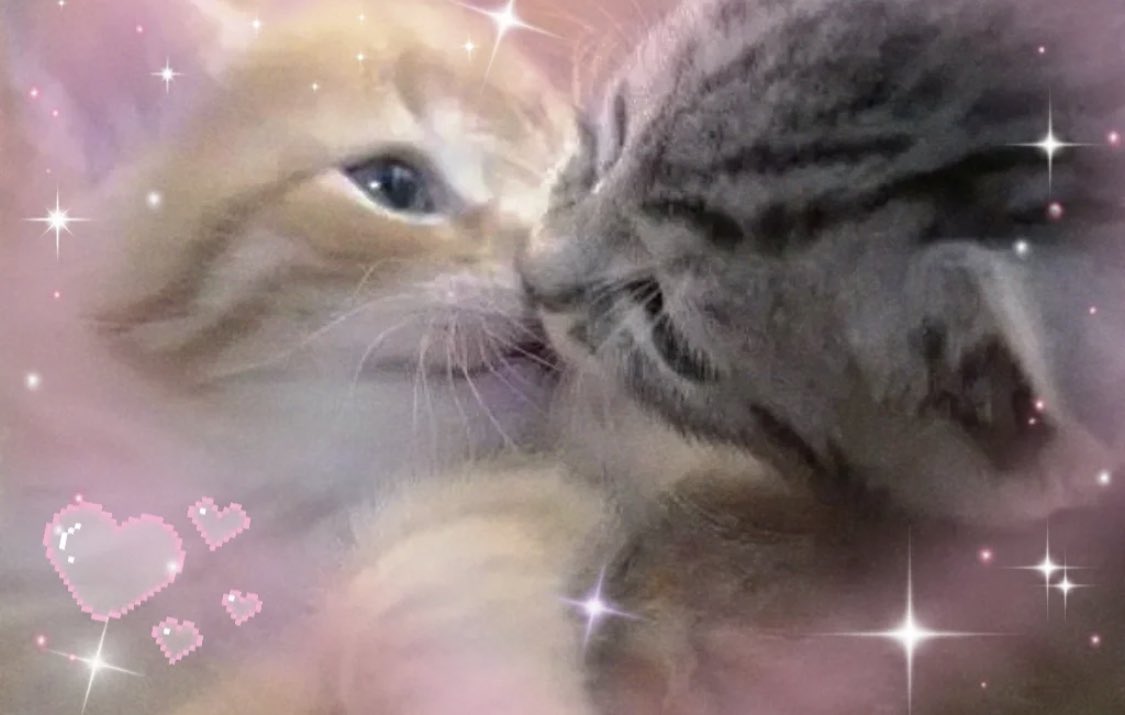 Miaw (@miaw) on Twitter photo 