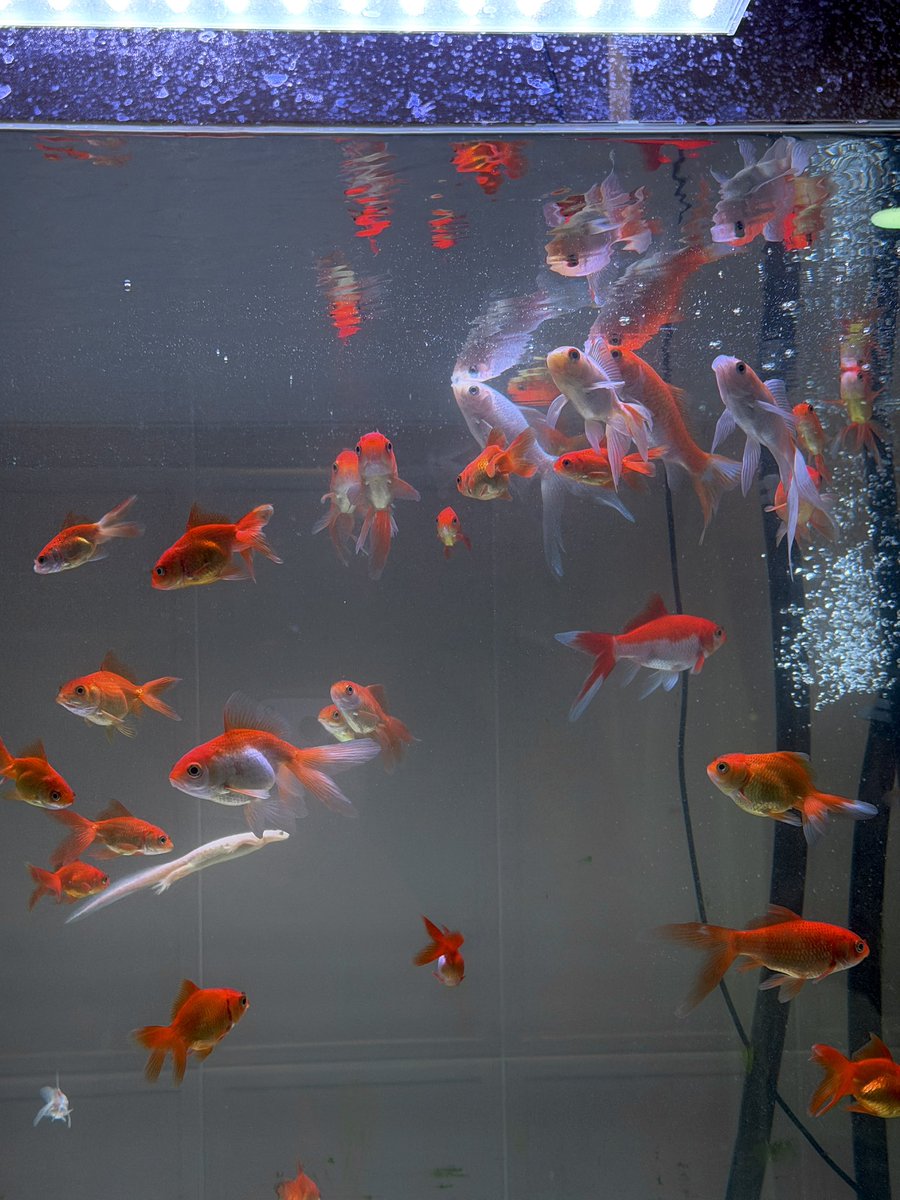 부산 ꒰ঌ(⃔ ⌯' '⌯)⃕໒꒱