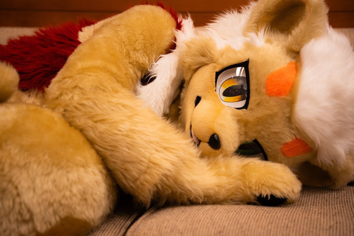 きこ(🦁🍍ろあ🐈のる🐕りぶベン) 🃏ひぃろ tweet media