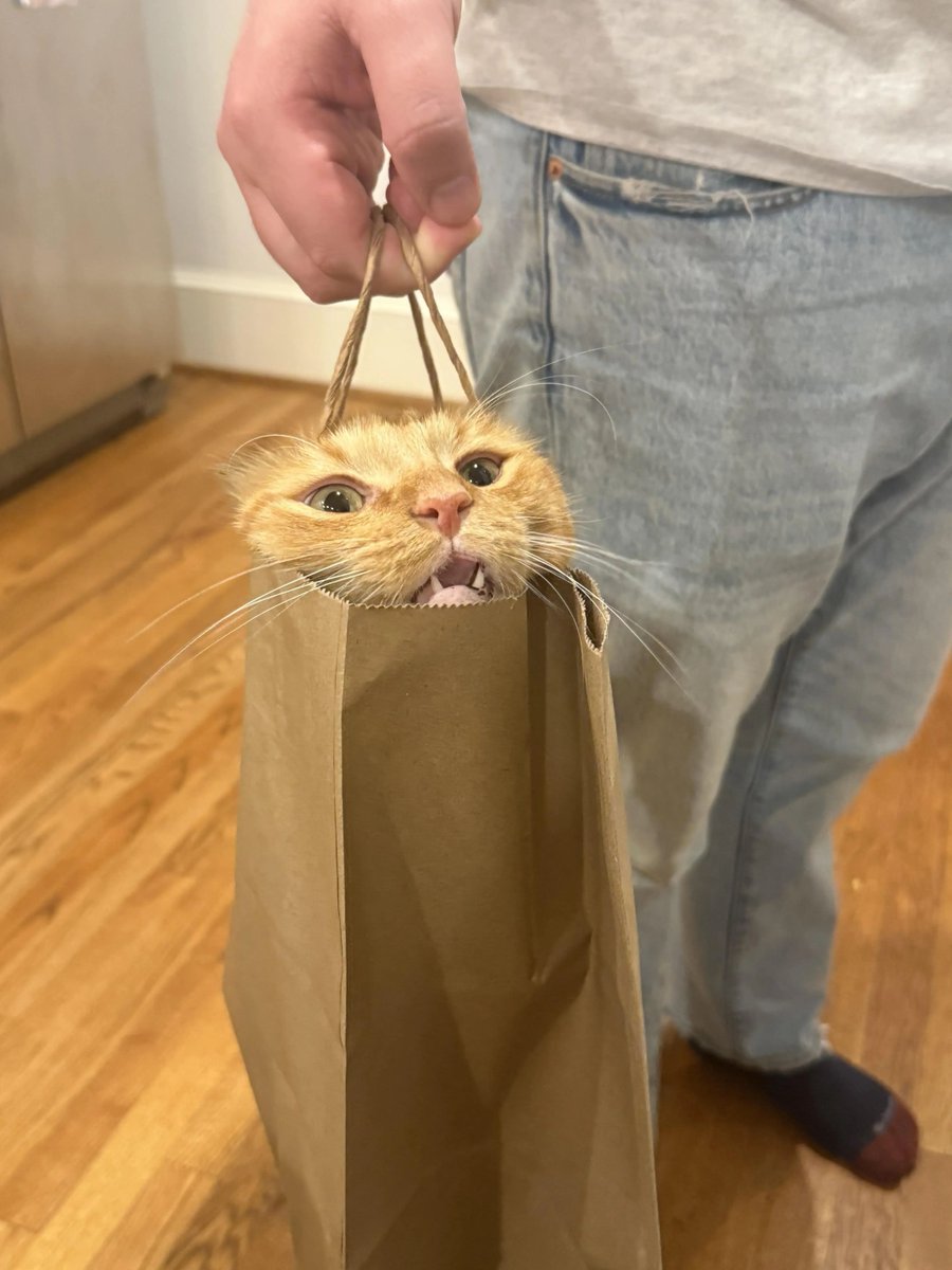 Why you should have a cat tweet media