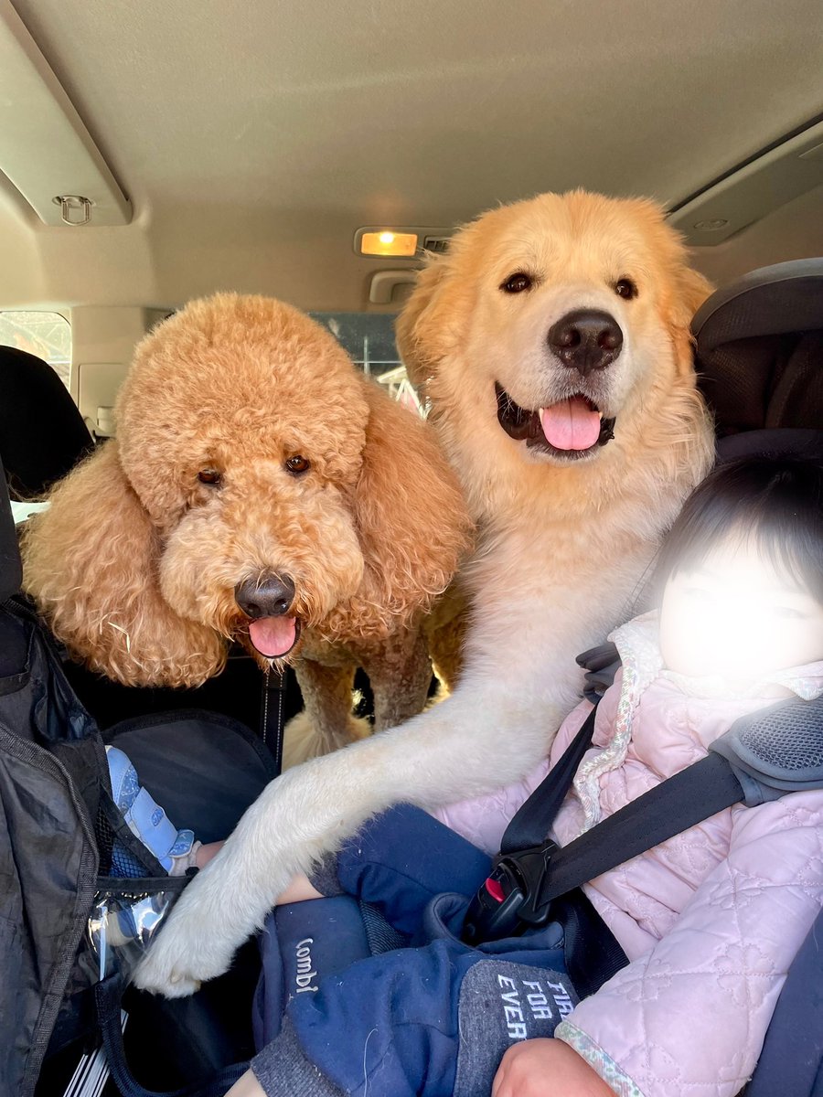 yosuke_mugi's tweet photo. みんなでドッグラン。2歳児を肩車して愛犬とダッシュ。良い運動。 https://t.co/kgfjtL2twZ