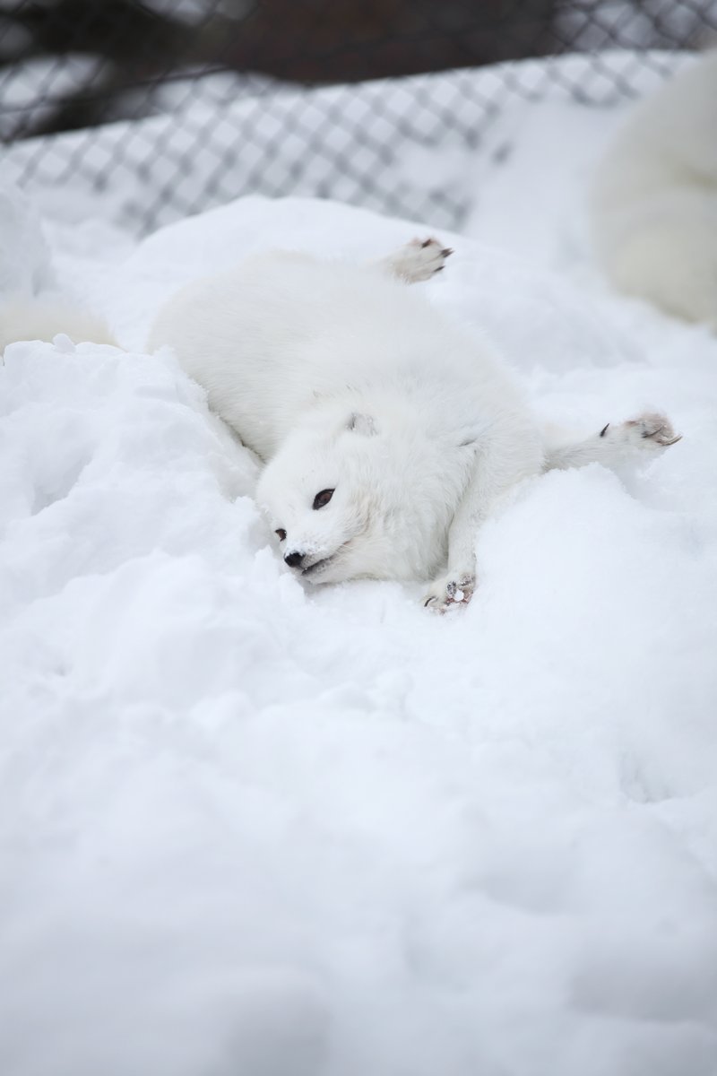 copy_photos's tweet image. しまい込んであったHDDの中身を確認したら出てきた旭山動物園の写真。2010年の撮影だからもう16年も前になるのか。
冬のホッキョクギツネ、モコモコして可愛かった。