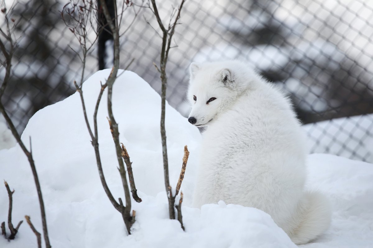copy_photos's tweet image. しまい込んであったHDDの中身を確認したら出てきた旭山動物園の写真。2010年の撮影だからもう16年も前になるのか。
冬のホッキョクギツネ、モコモコして可愛かった。
