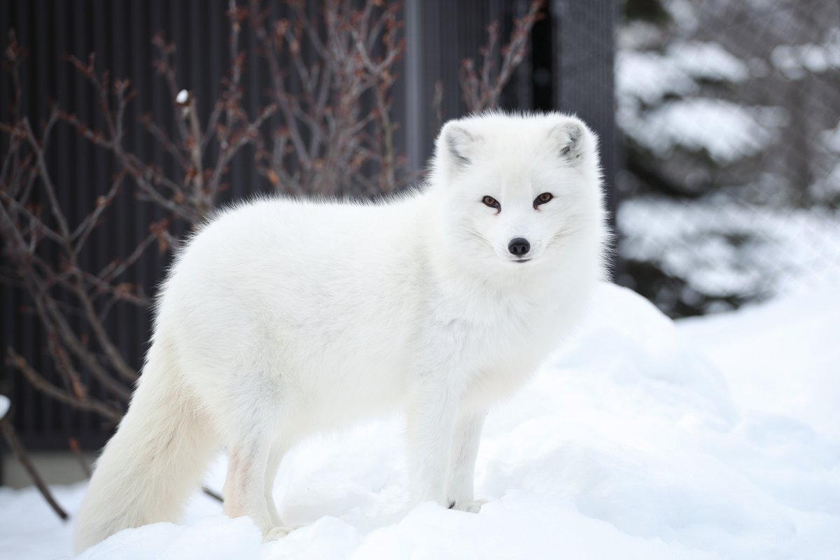 copy_photos's tweet image. しまい込んであったHDDの中身を確認したら出てきた旭山動物園の写真。2010年の撮影だからもう16年も前になるのか。
冬のホッキョクギツネ、モコモコして可愛かった。