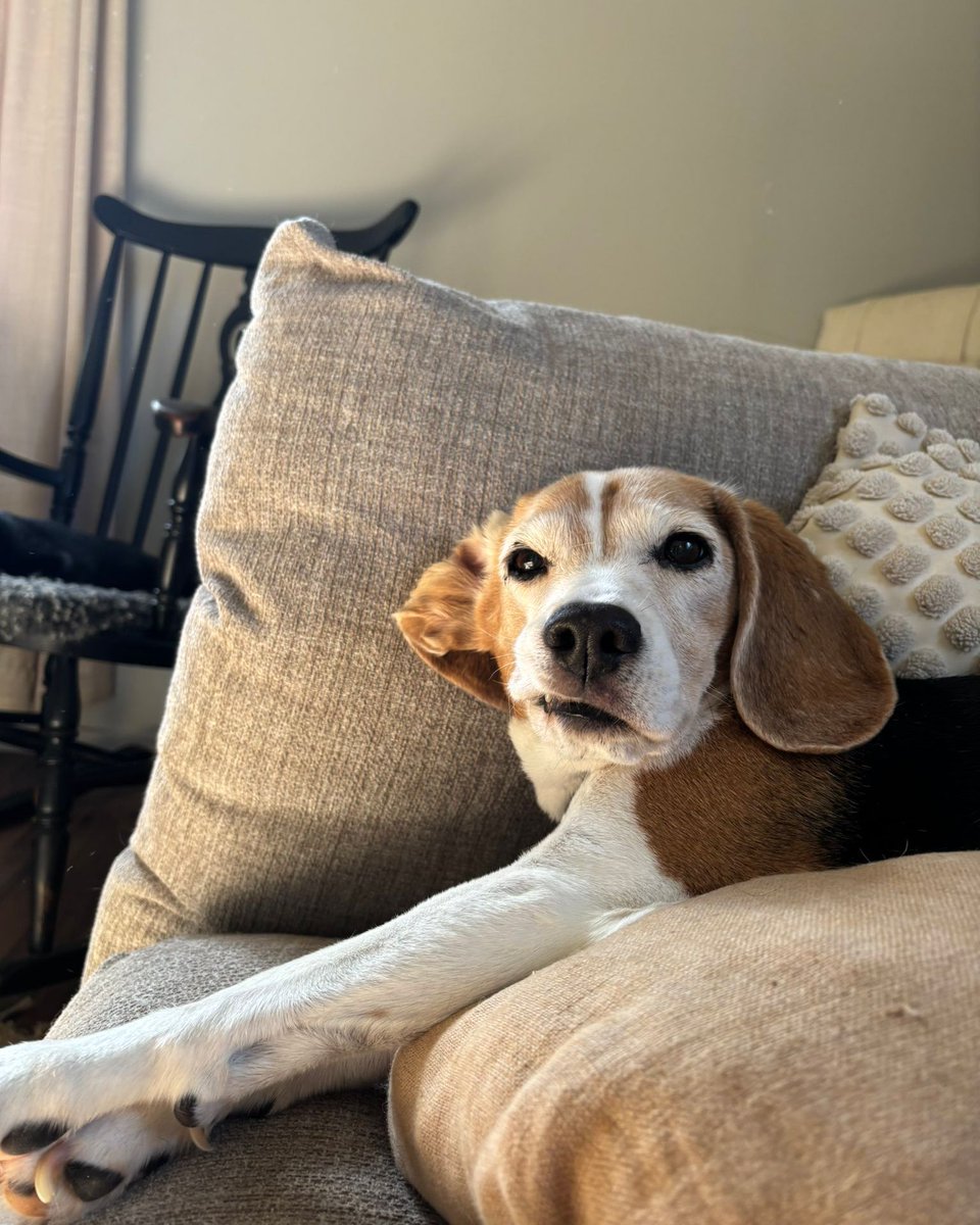 beaglefacts tweet picture