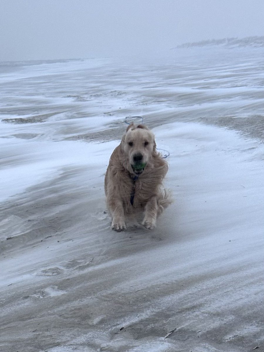 Logan & Shadow😇the Goldens tweet media