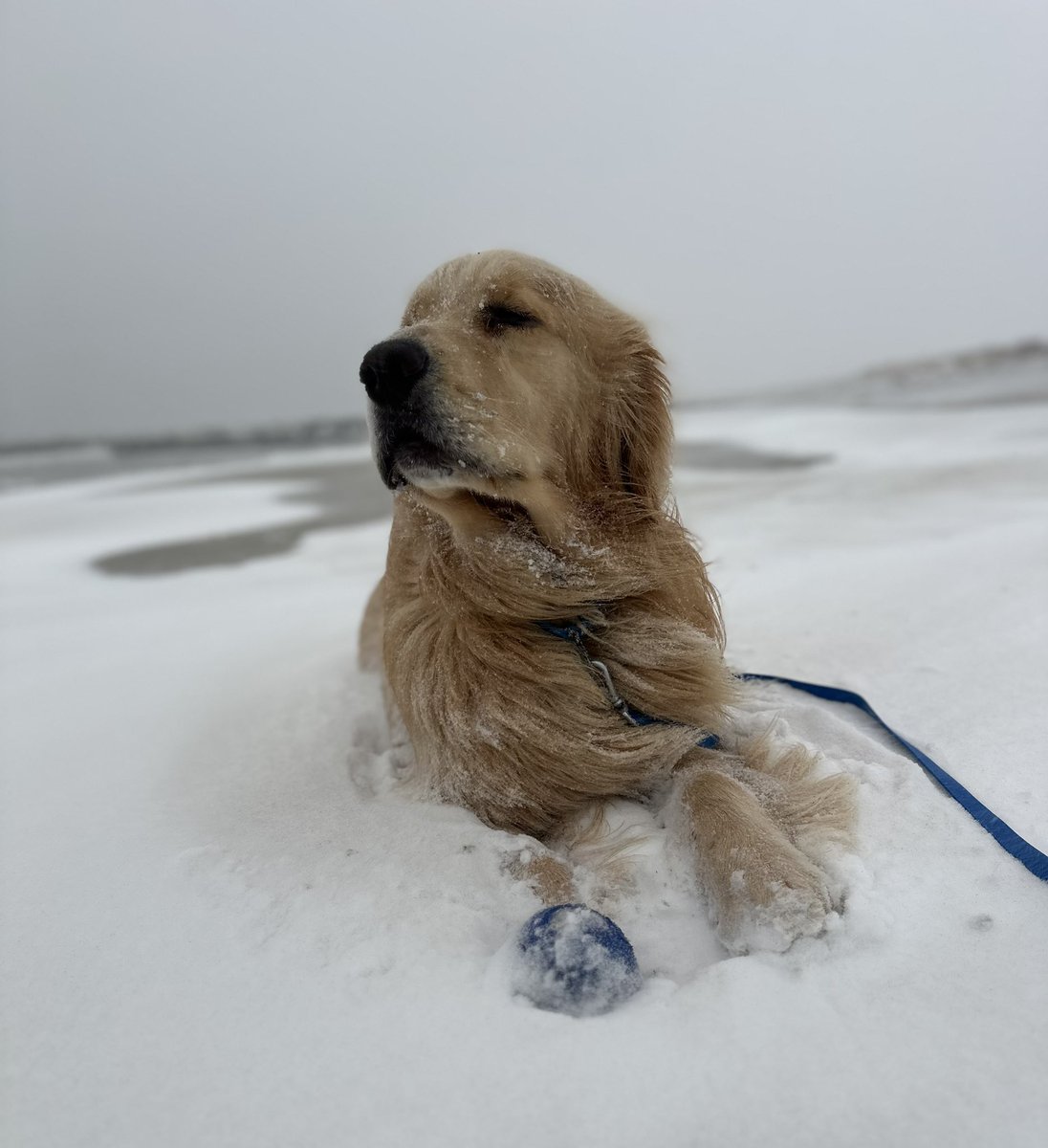 Logan & Shadow😇the Goldens tweet media