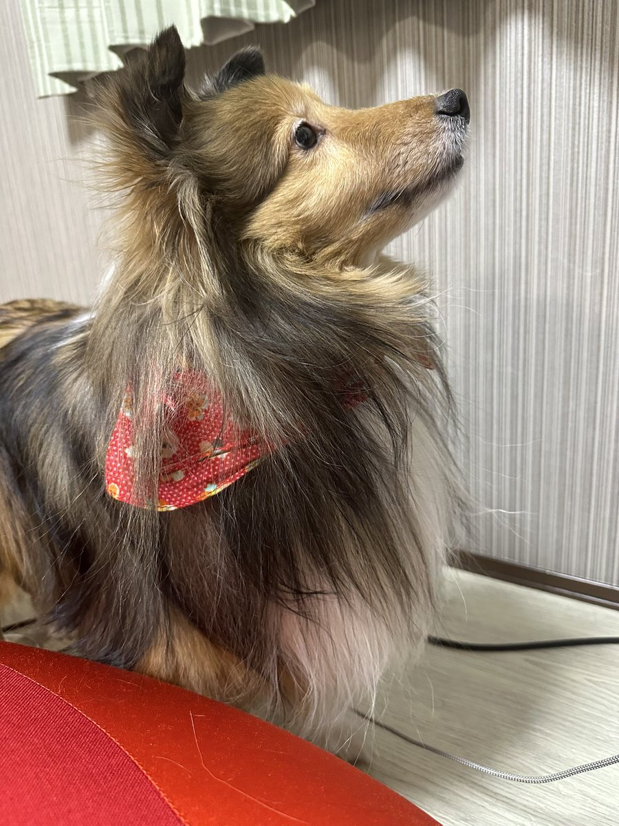 こちらが電気タイプの犬でございます⚡️🐕⚡️ 加湿器つけてても