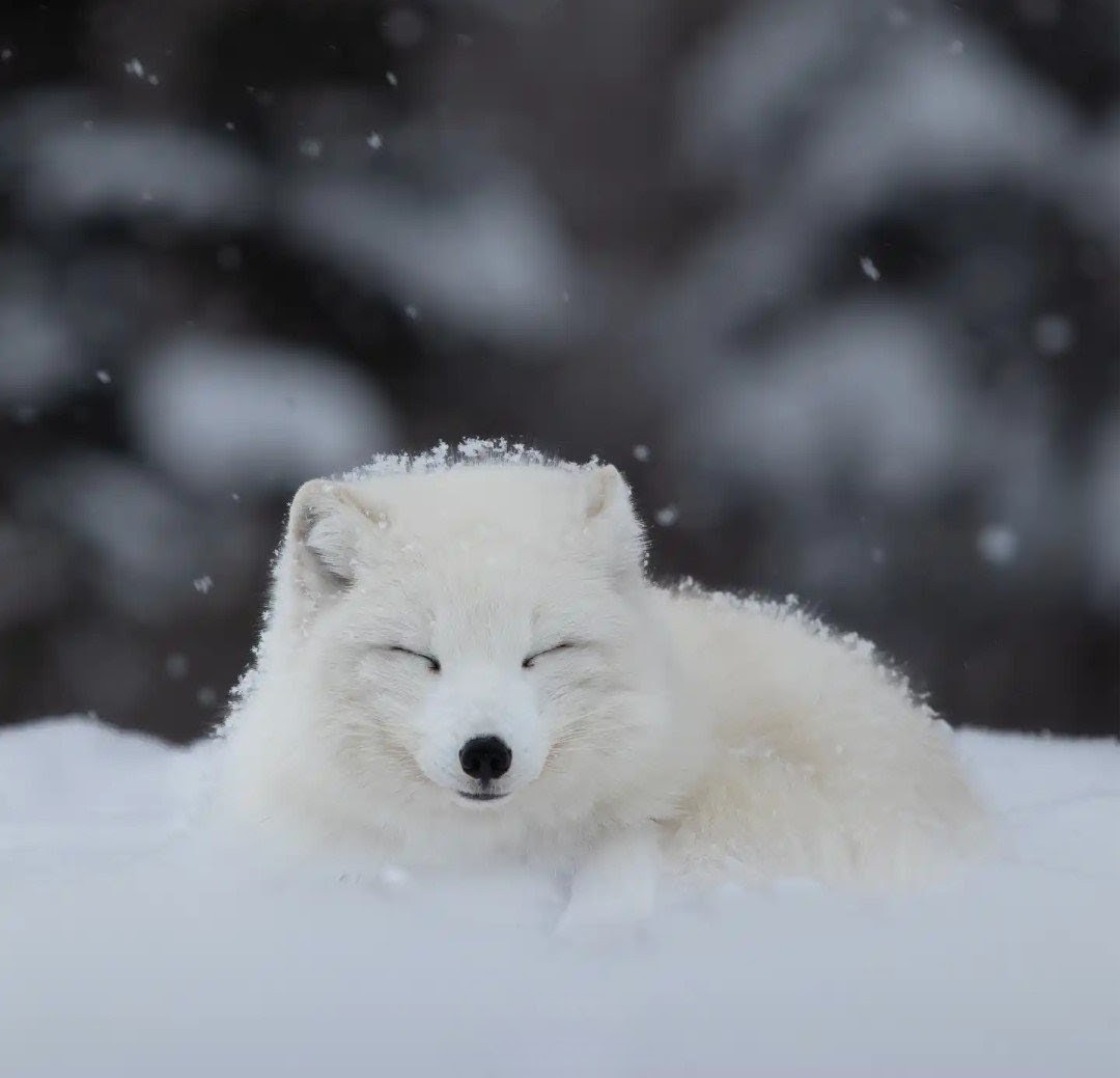 DailyArcticFox's tweet image. ❄️🦊