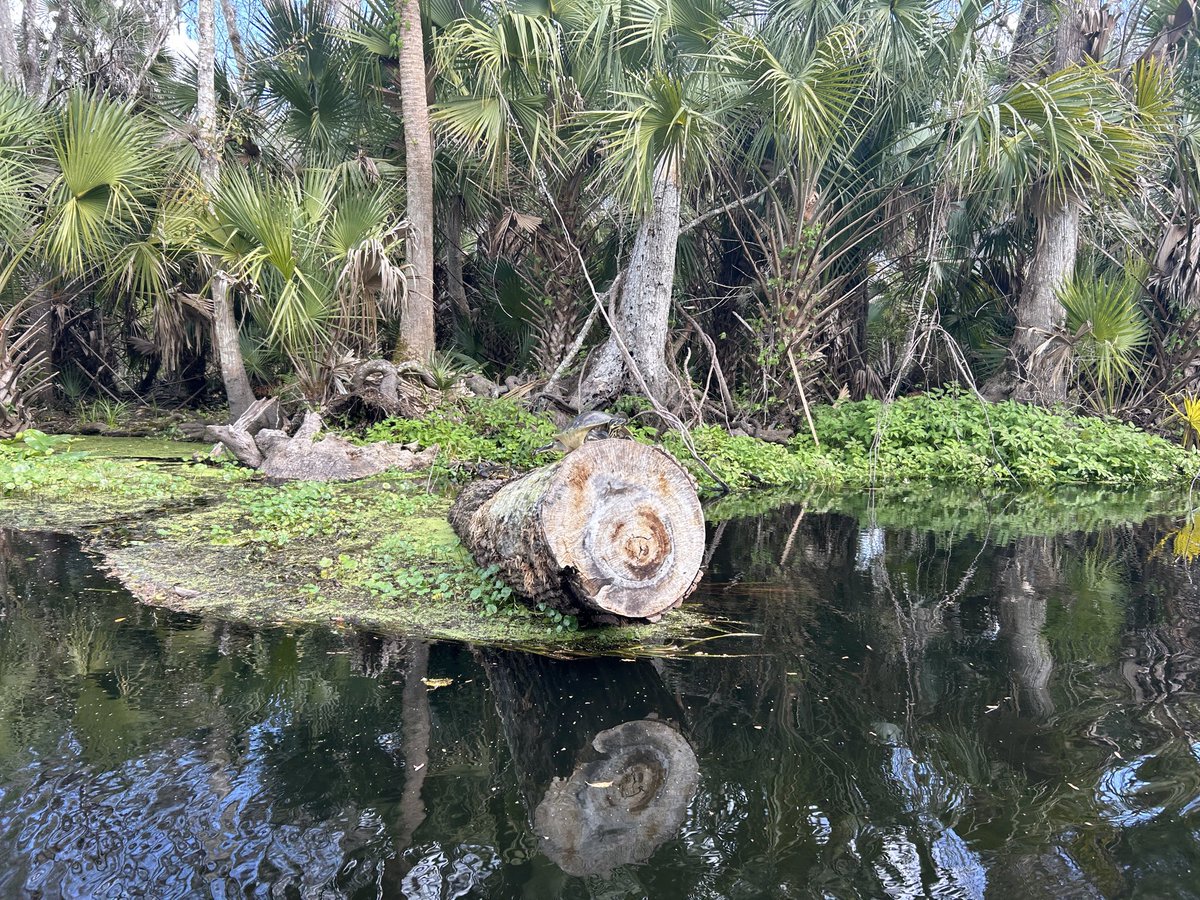 dope, it is tom tweet media