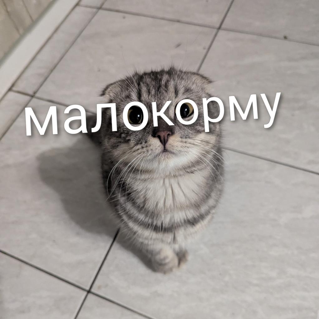 Akdmeh's tweet photo. — Кіт, що означає твій погляд, не розумію...
Кіт: https://t.co/HXQVC4XGIk