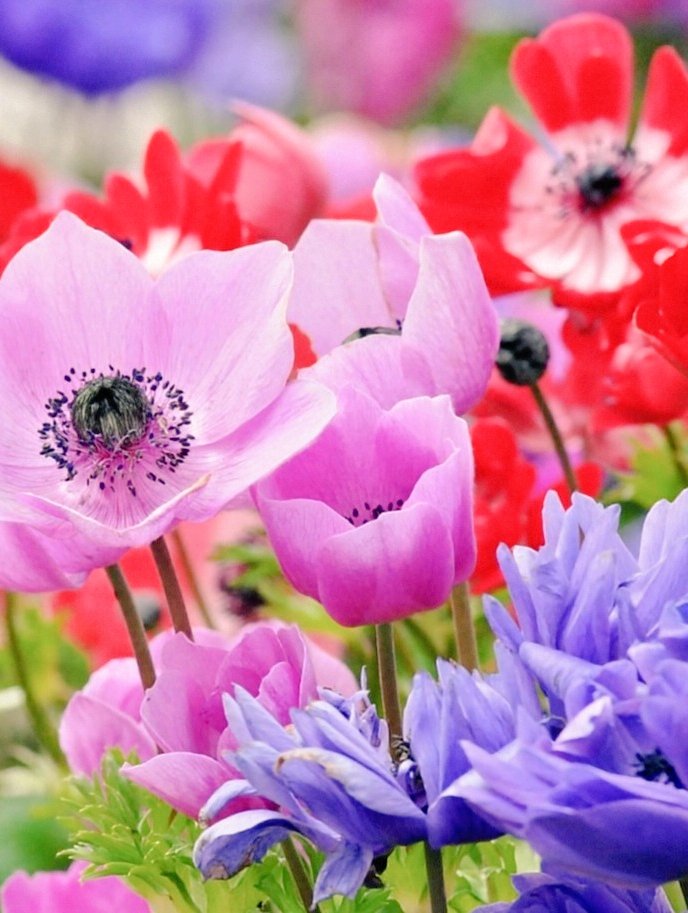 💙💙なおなお💙💙 (@dHO7aGyR4D2z5hH) / Posts / X